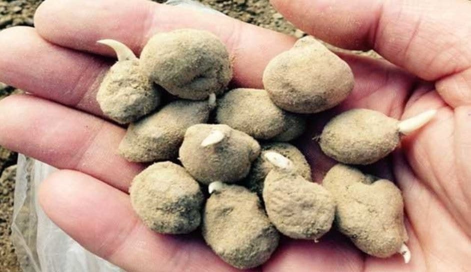 Kışın popüler bitkisi beyaz altın, 1 kilosu 18 bin TL'ye satılıyor