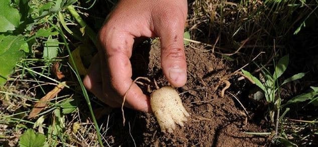 Tek tohumla her ay emekli maaşı kadar ek gelir elde etmek mümkün