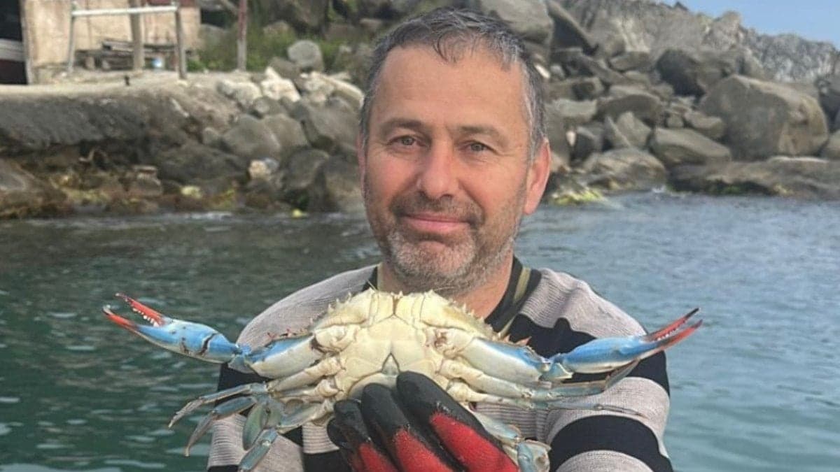 Sinop'ta balıkçıların ağına nadir mavi yengeç takıldı