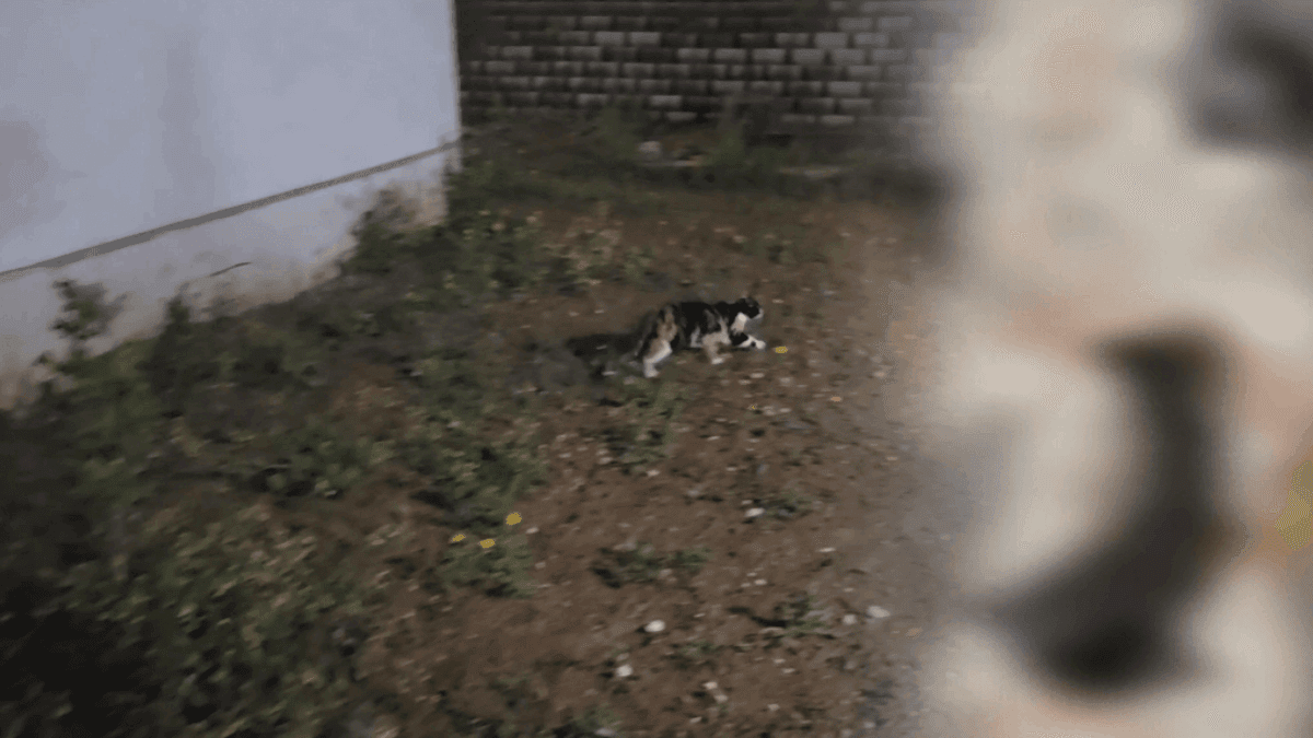 Başakşehir'de korkunç olay: 4 yavru kedi parçalanmış halde bulundu