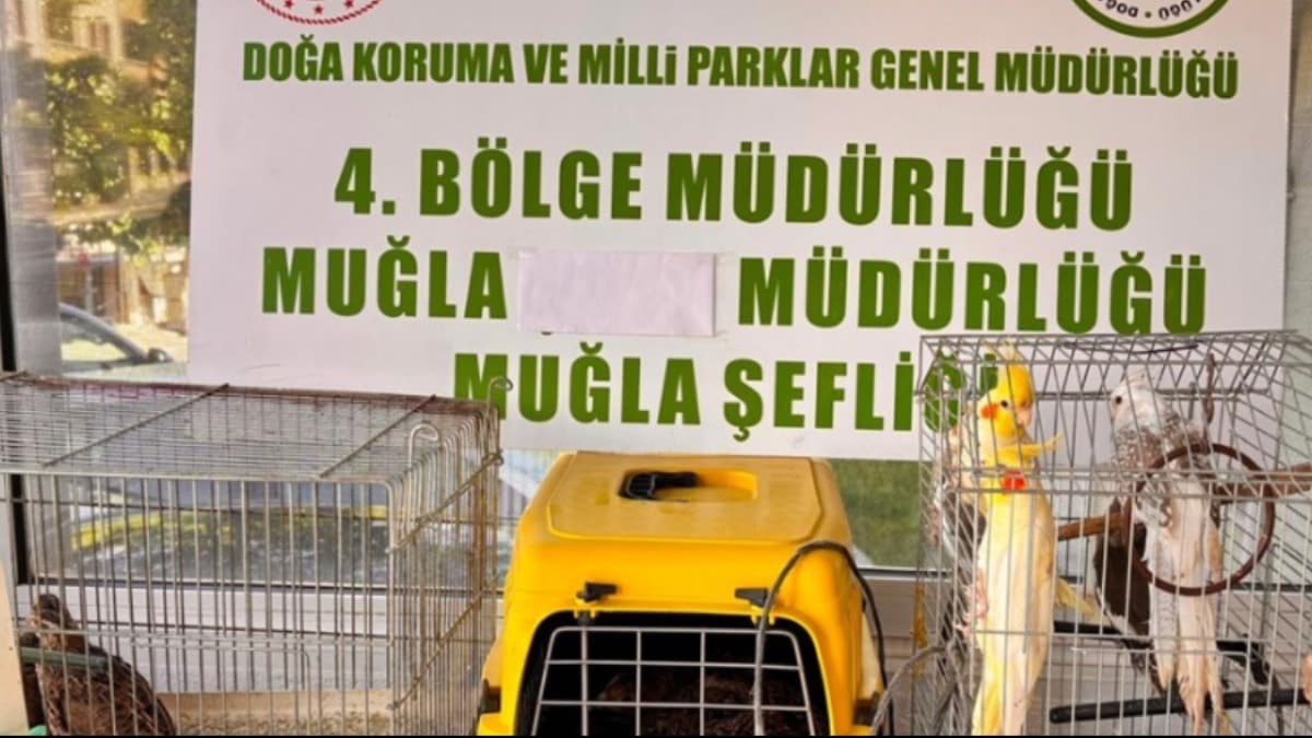 Muğla'da izinsiz depolanan 13 yaban kuşu bulundu