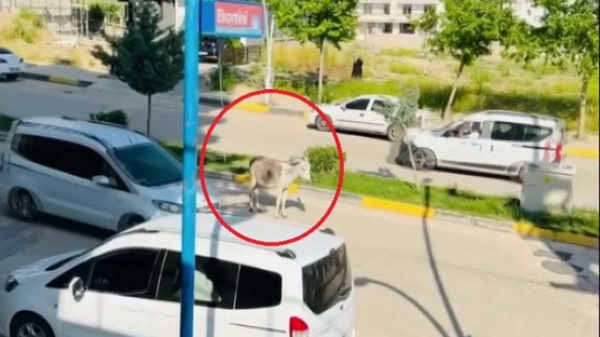 Diyarbakır'da yola çıkan başıboş eşek trafiği etkiledi
