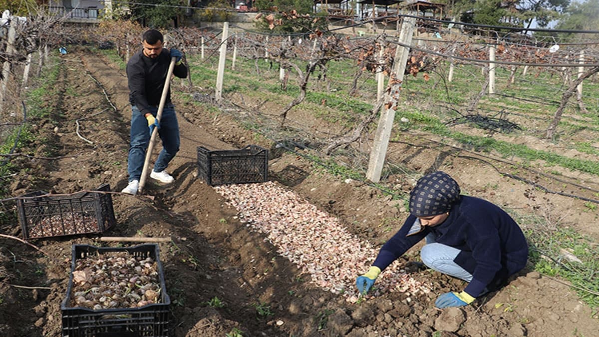 Büyük markalar Tokat'taki akzambak tarlalarına ilgi gösteriyor