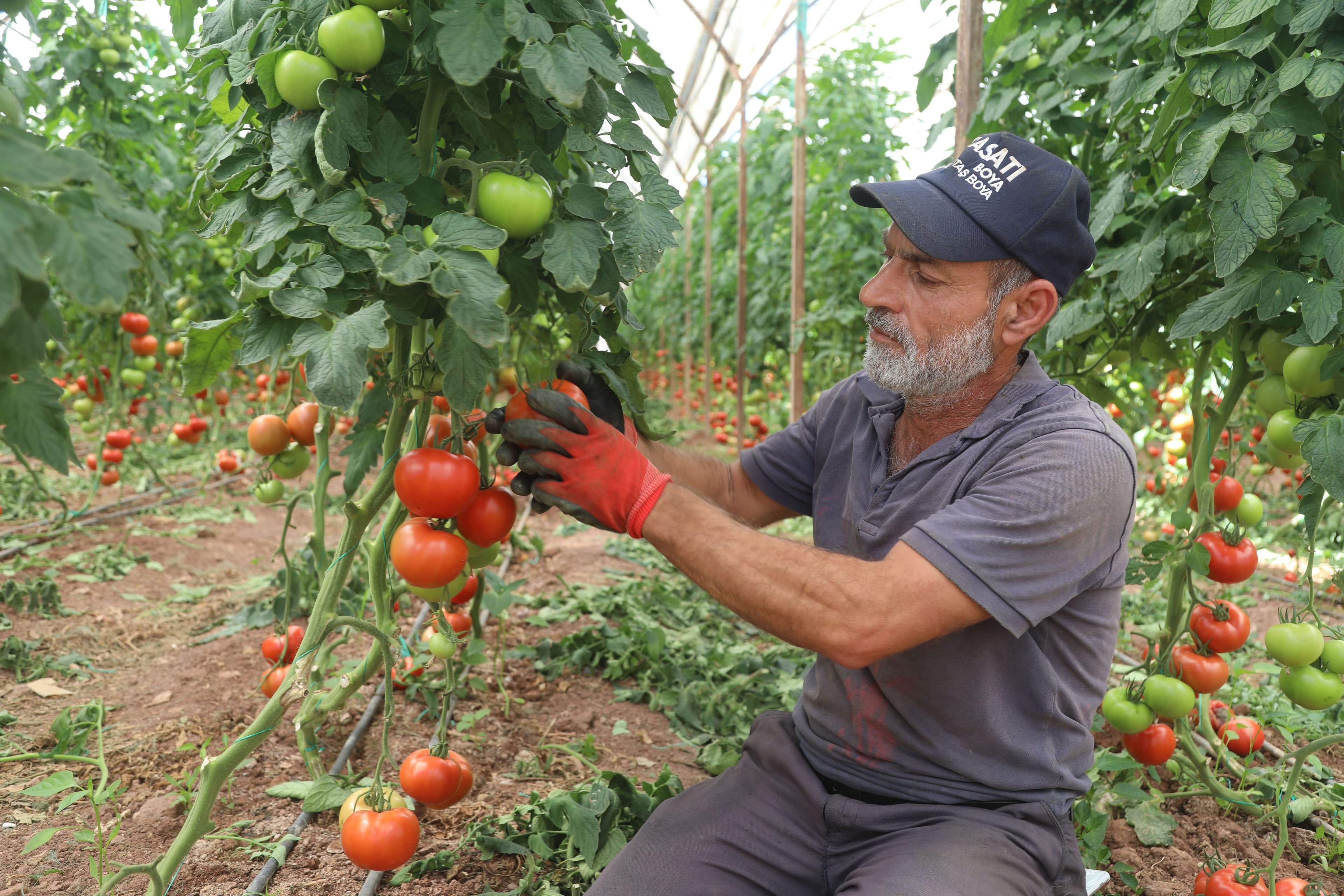 Antalya'da yazlık domates hasadı başladı, fiyatlar markette artıyor