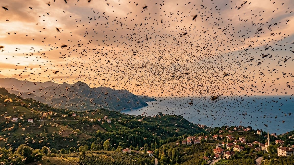 300 bin kahverengi kokarca havaya bırakıldı