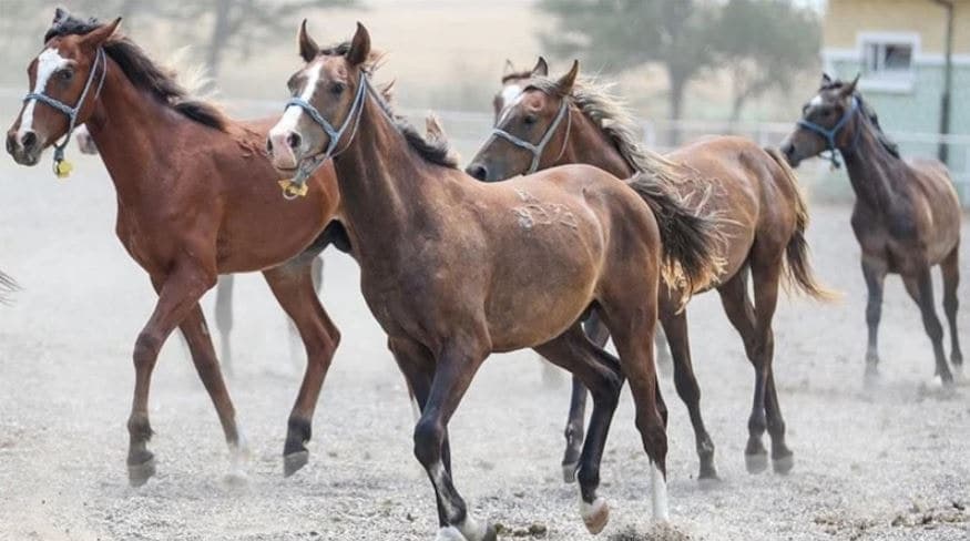 TİGEM, at yarışları için koşu taylarını satışa çıkaracak