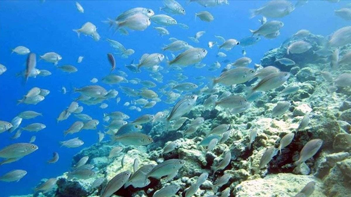 Afrika kaplan balığı, havada kuşları avlayabiliyor