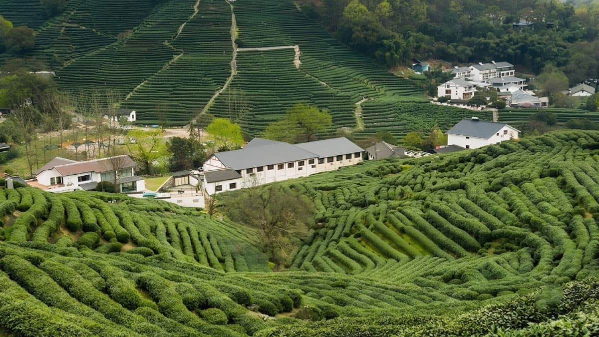 Longjing yeşil çayının ilkbahar hasadı yapıldı, kilosu 230 bin lira.