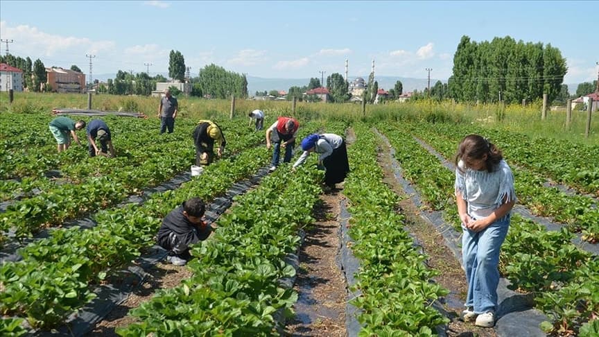 Hatay'da çilek hasadı devam ediyor, hedef 10 bin 900 ton