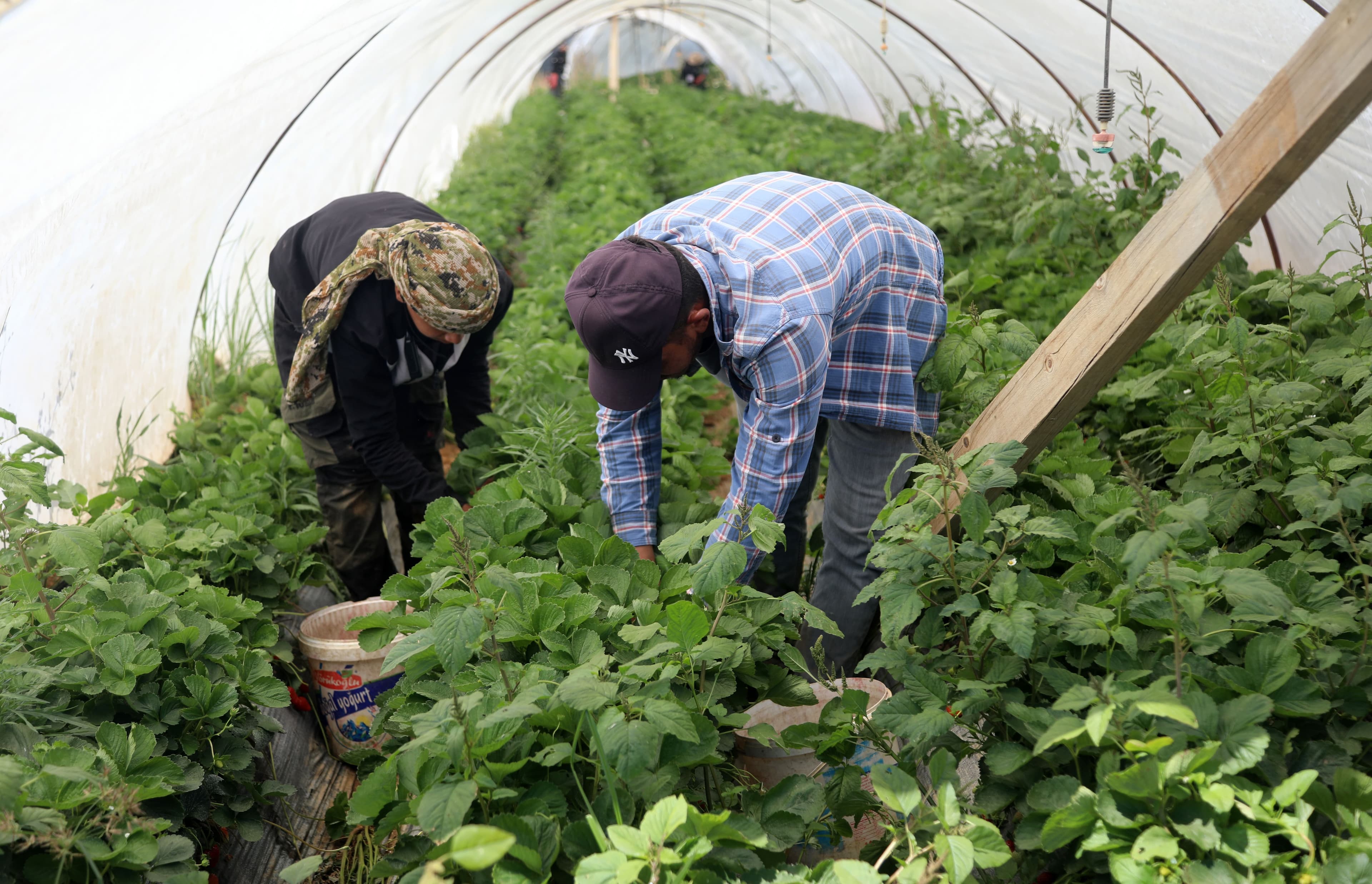 Yılın son çilek hasadı: Halde 25 lira, markette 150 lira