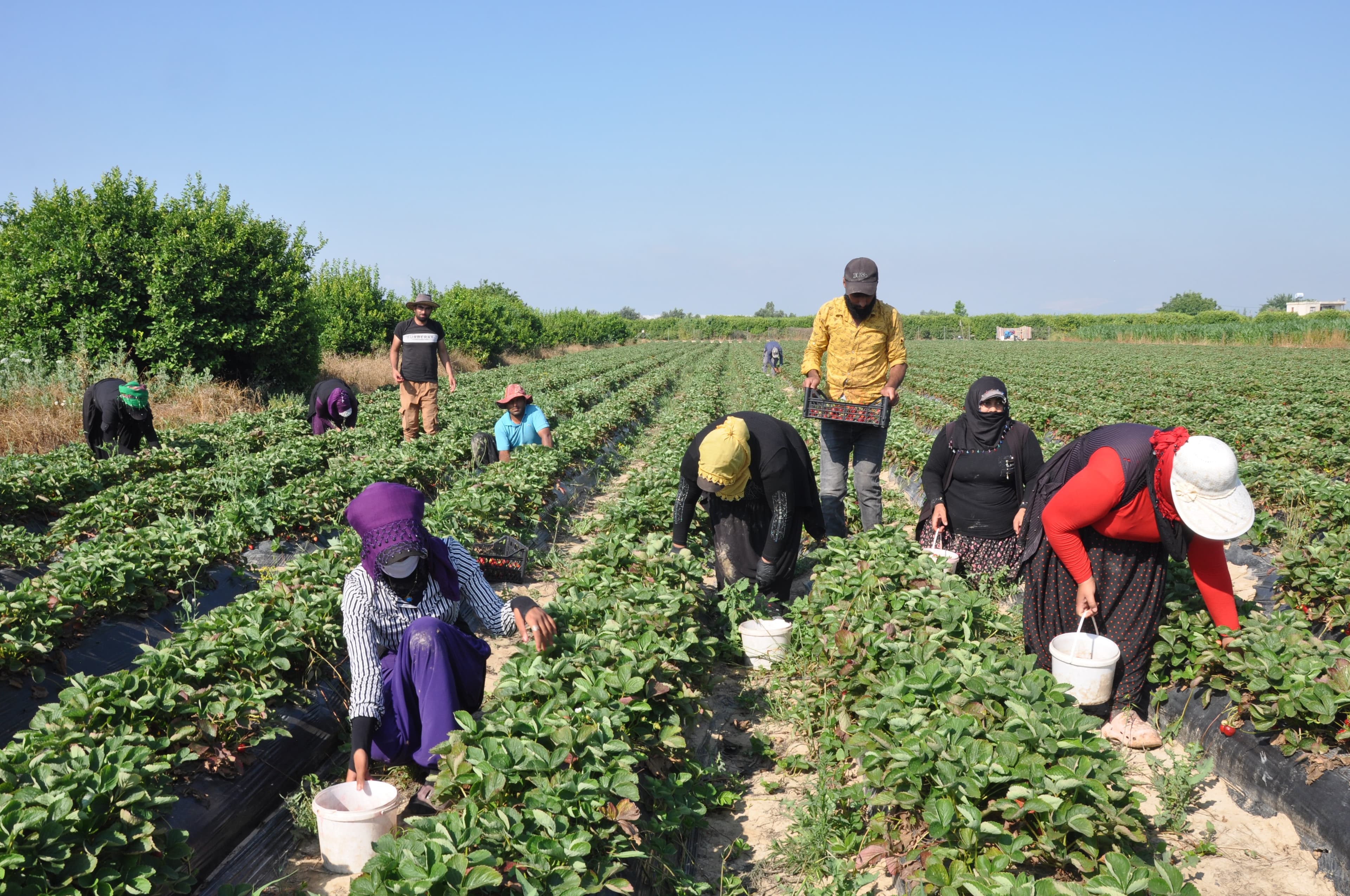 Silifke çileği hasat ediliyor, kilogramı 25 liradan satılıyor