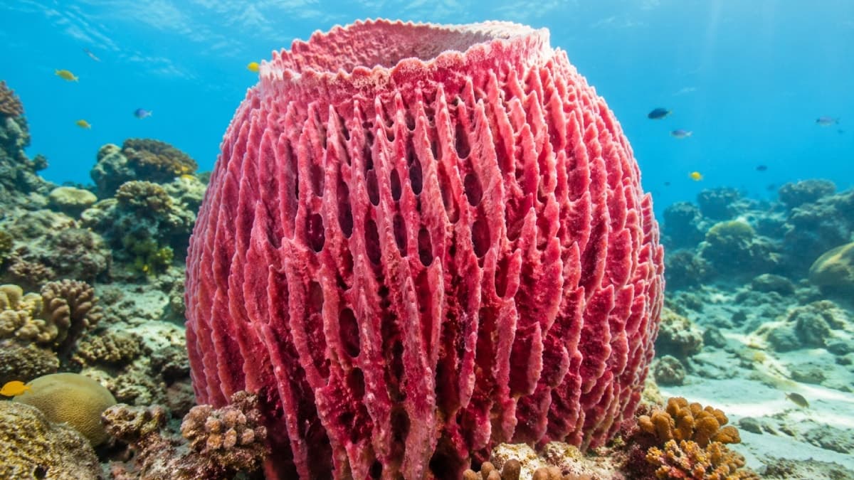Curaçao Adası'ndaki dev deniz canlısı 2 bin 300 yıl yaşadı