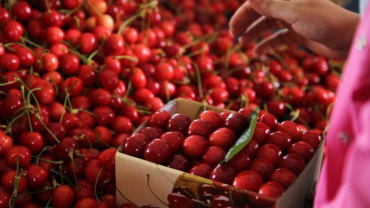 Kirazların kalitesi uluslararası denetimlerle artıyor