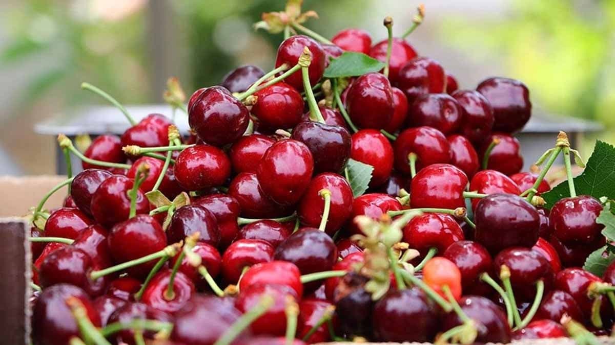 Günde 2 fincandan fazla kiraz tüketimi sindirim sorunlarına yol açabilir