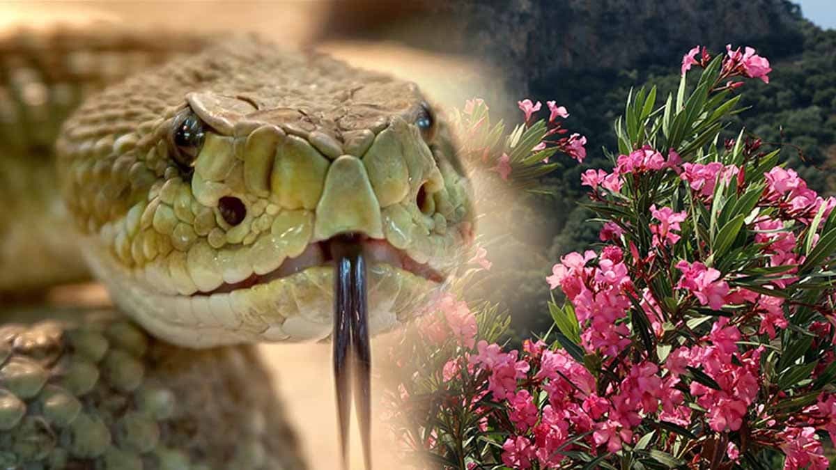 Zakkum bitkisi yılanları çekiyor mu?