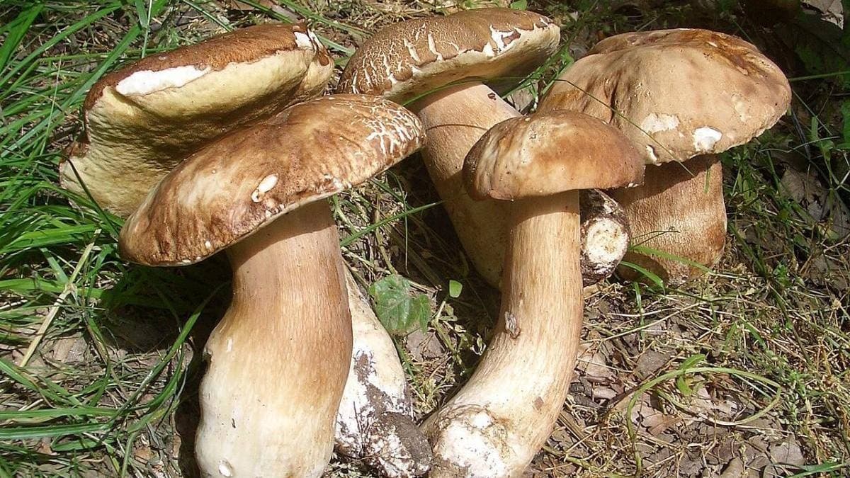 Ağsı boletus mantarı, yüksek değeriyle dikkat çekiyor.