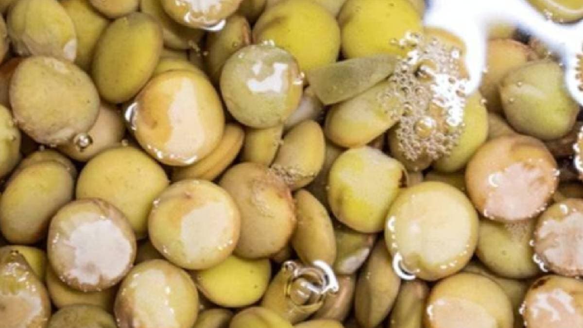 Yeşil mercimek, yüksek protein içeriğiyle dikkat çekiyor