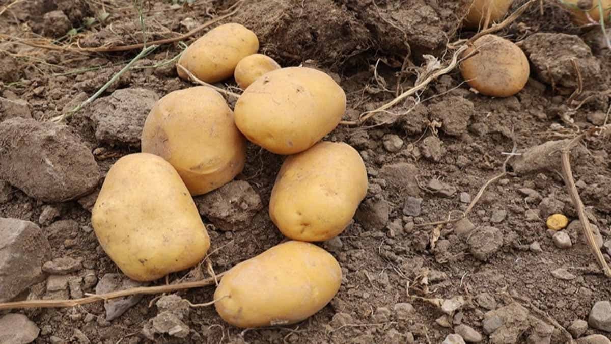 Çürümüş patatesler bahçeye gömülüyor