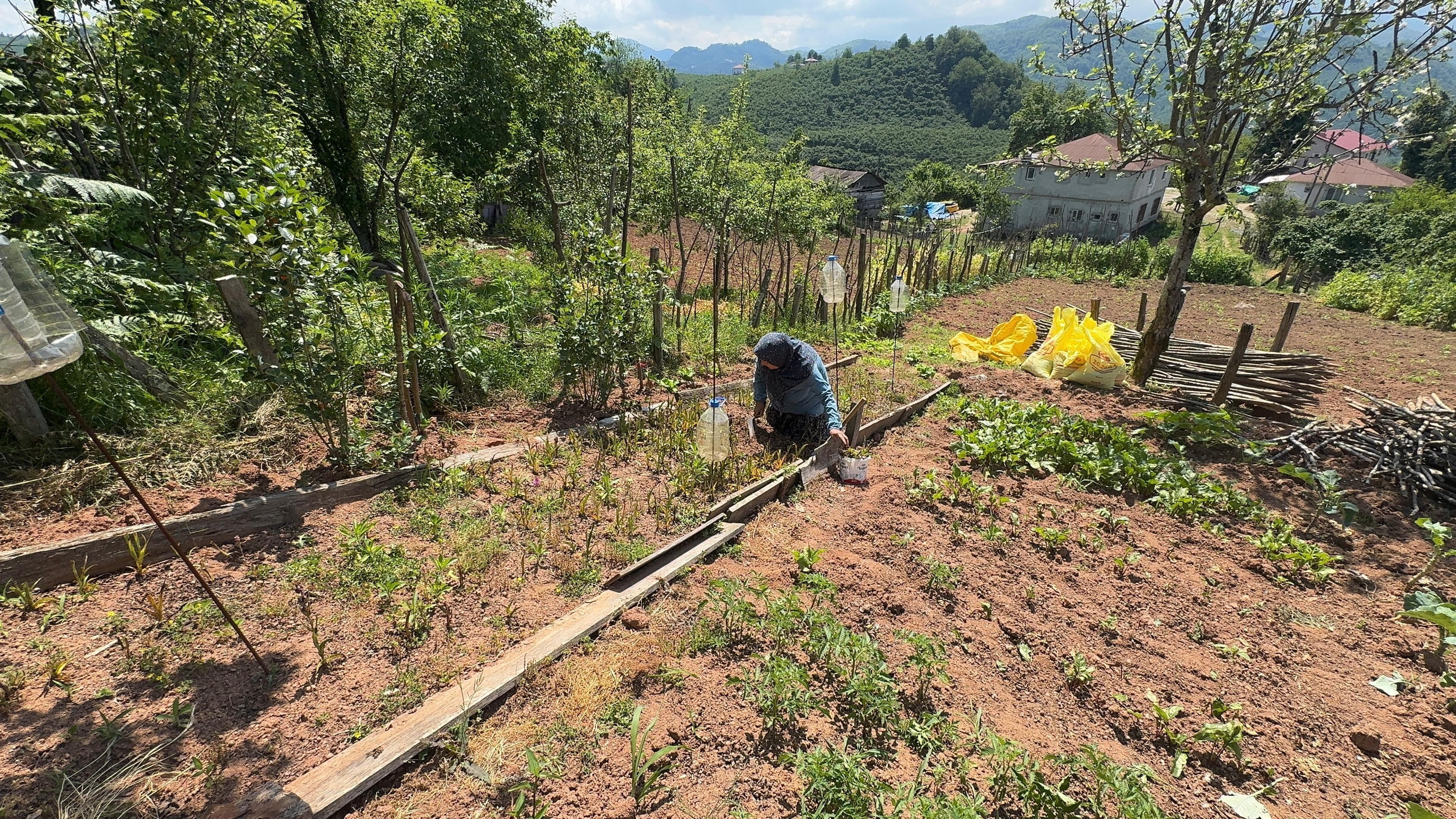 Giresun'da sosyal medyada gördüğü salep orkidesini yetiştiren kadın, hayatını değiştirdi