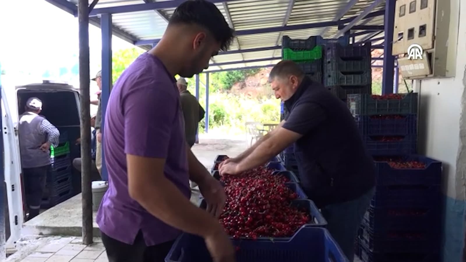 Deresakarı köyünde hasat edilen kirazlar ihaleyle satışa sunuldu