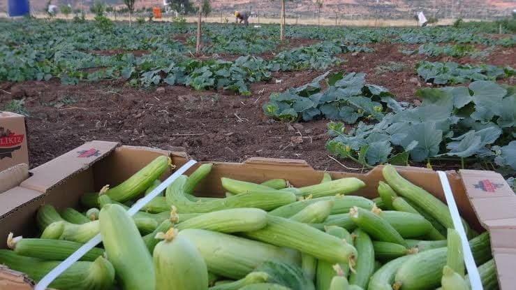Avrupa'da acur hasadı başladı, kilosu 50 liradan satılıyor