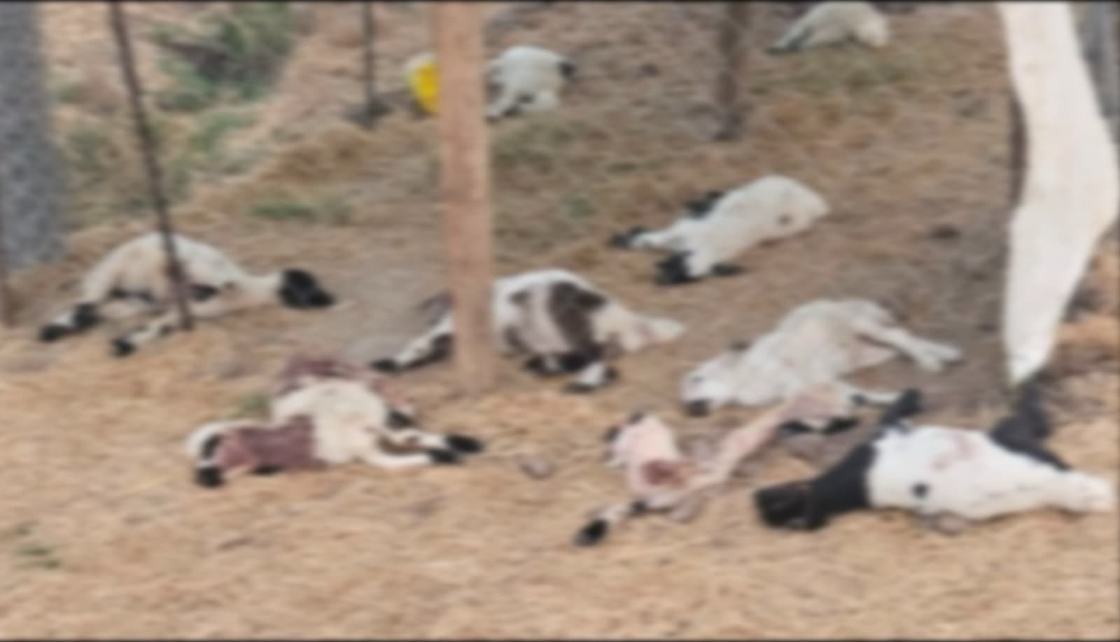 Diyarbakır'da köpeklerin saldırısıyla 15 kuzu hayatını kaybetti