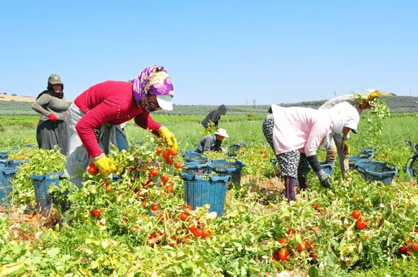 Türkiye'de domates hasadı başladı, fiyatı 3,5 lira
