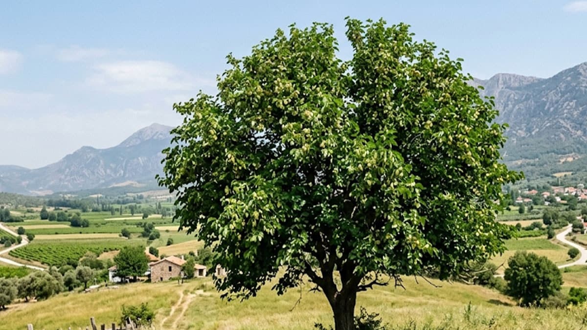 Beyaz dut kolesterolü düşürmeye yardımcı olabilir