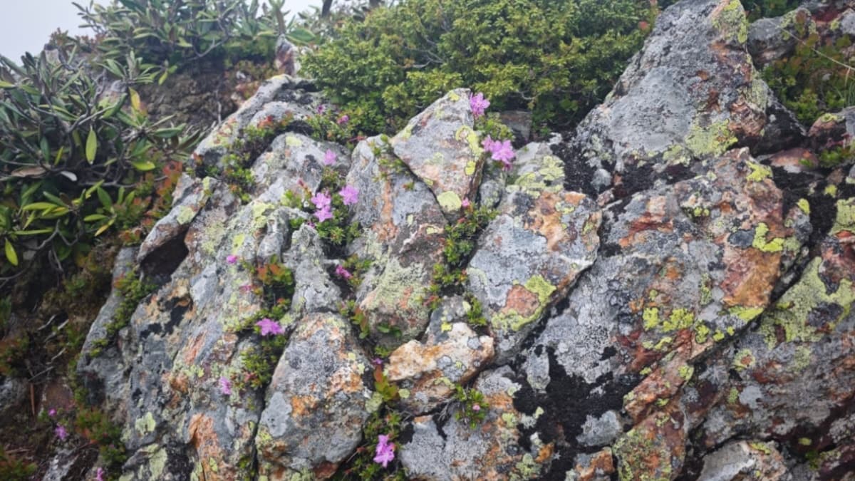 Artvin'de doğal olarak yetişen dağ gülü nesli tehlikede