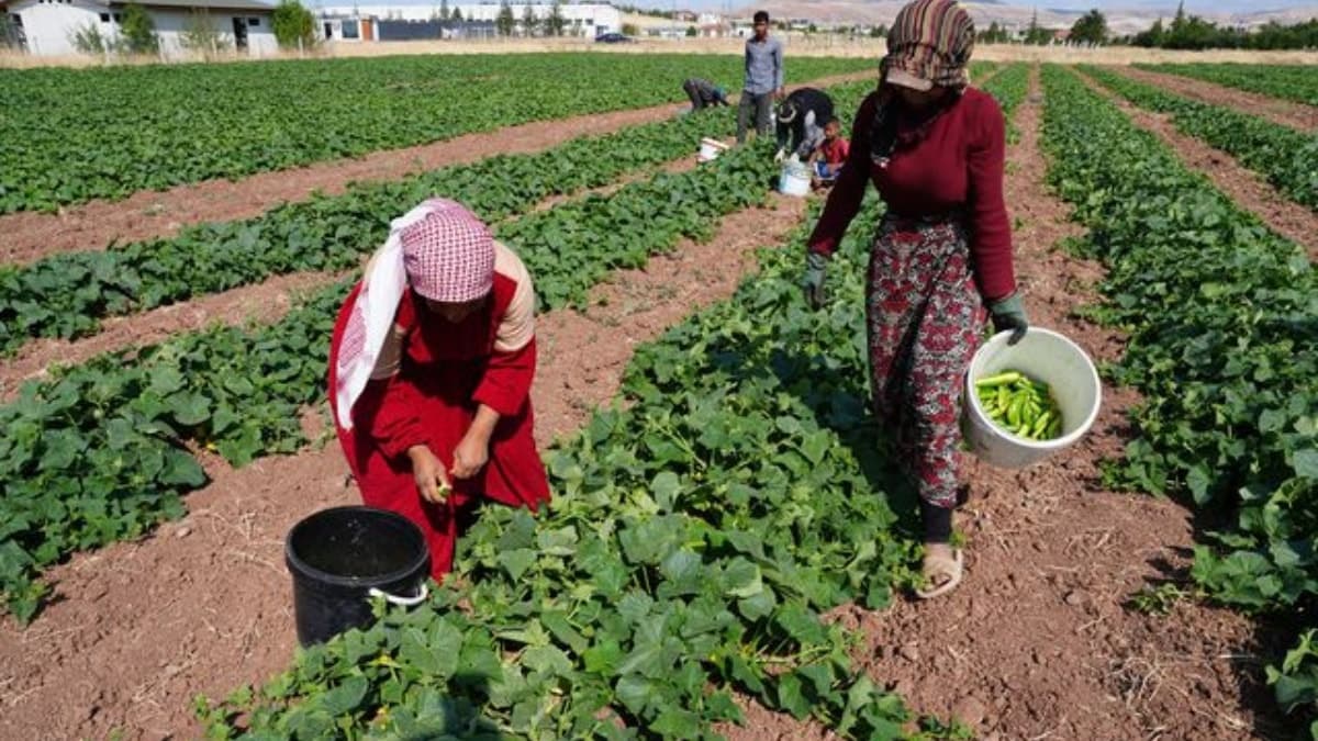 Çubuk turşusu için salatalık hasadı başladı