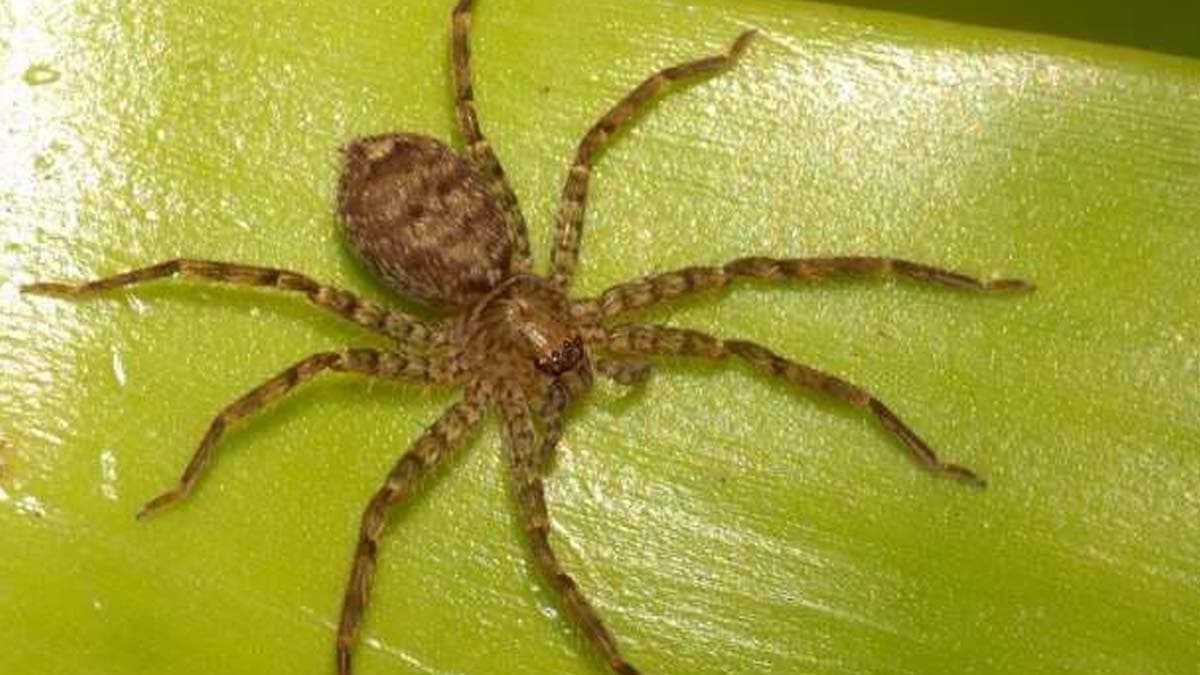 Araştırma: Örümcekler insanlardan daha hızlı koşabiliyor