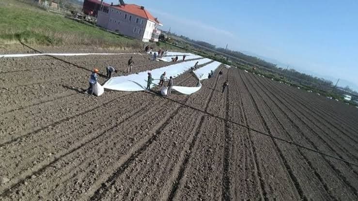 Bafra'da karpuz hasadı sürüyor, tanesi 5 liradan satılıyor