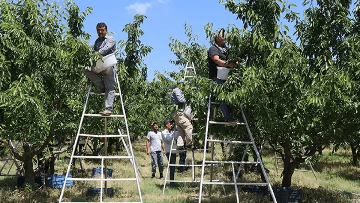 Yozgat'ta hasat başladı, 15 bin ton rekolte bekleniyor.