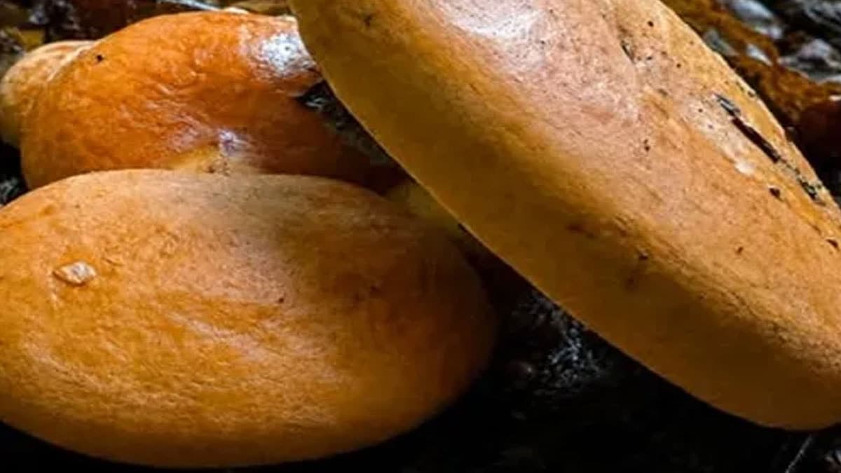 Ormanlarda ve fındık bahçelerinde süt salgılayan bitki türü keşfedildi