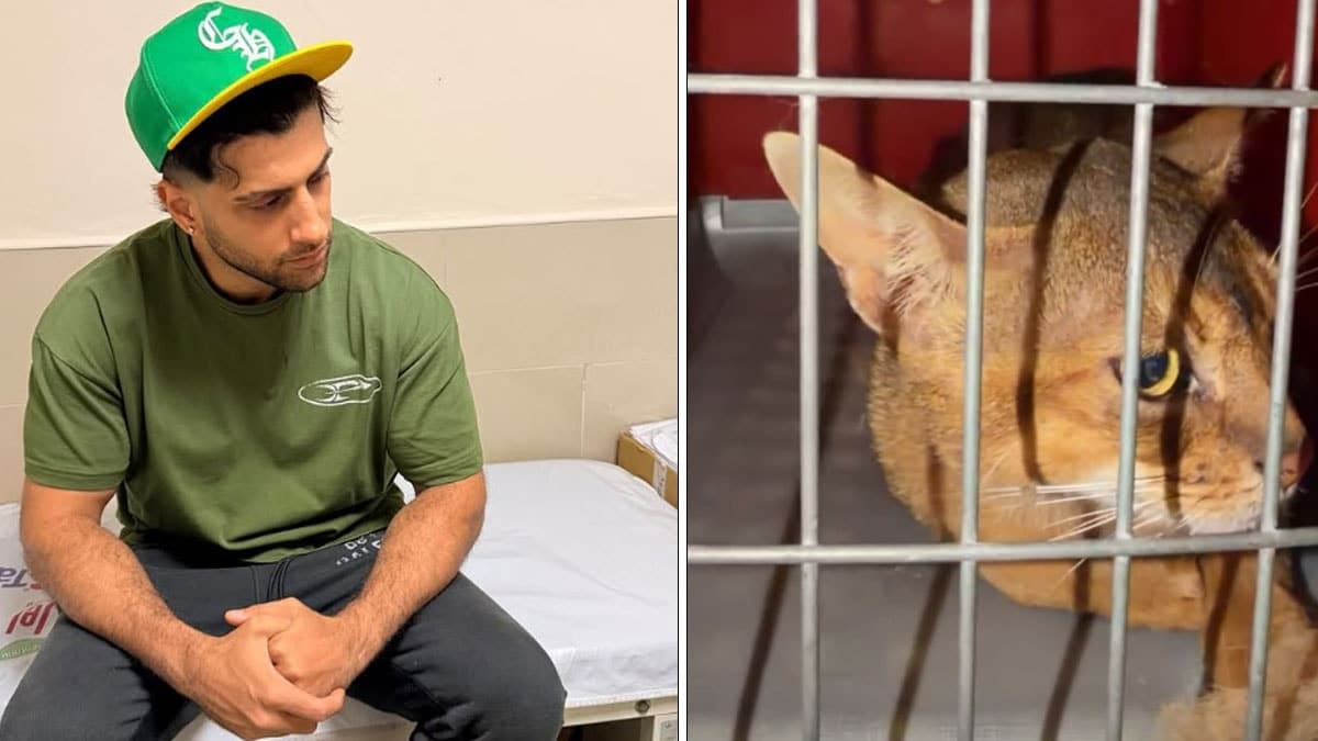 Reynmen, kedi severken saldırıya uğradı ve hastanelik oldu