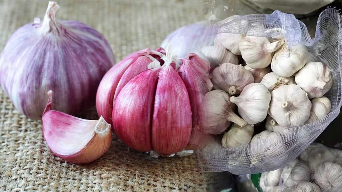 Beyaz ve mor sarımsak arasındaki sağlık farkları