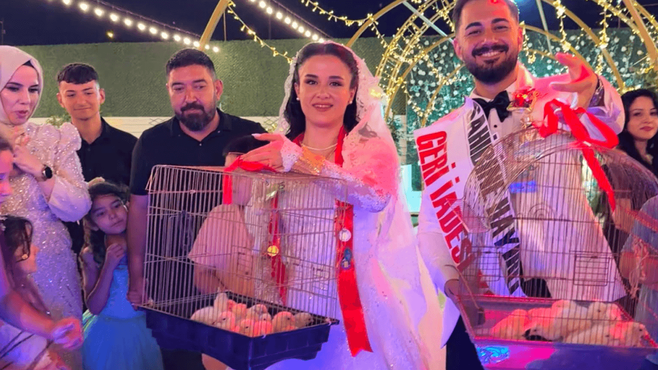 Düğünde altın yerine 100 civciv hediye edildi