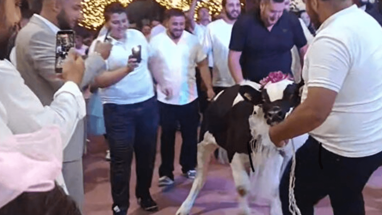 Düzce'de düğünde damada süslenmiş dana hediye edildi