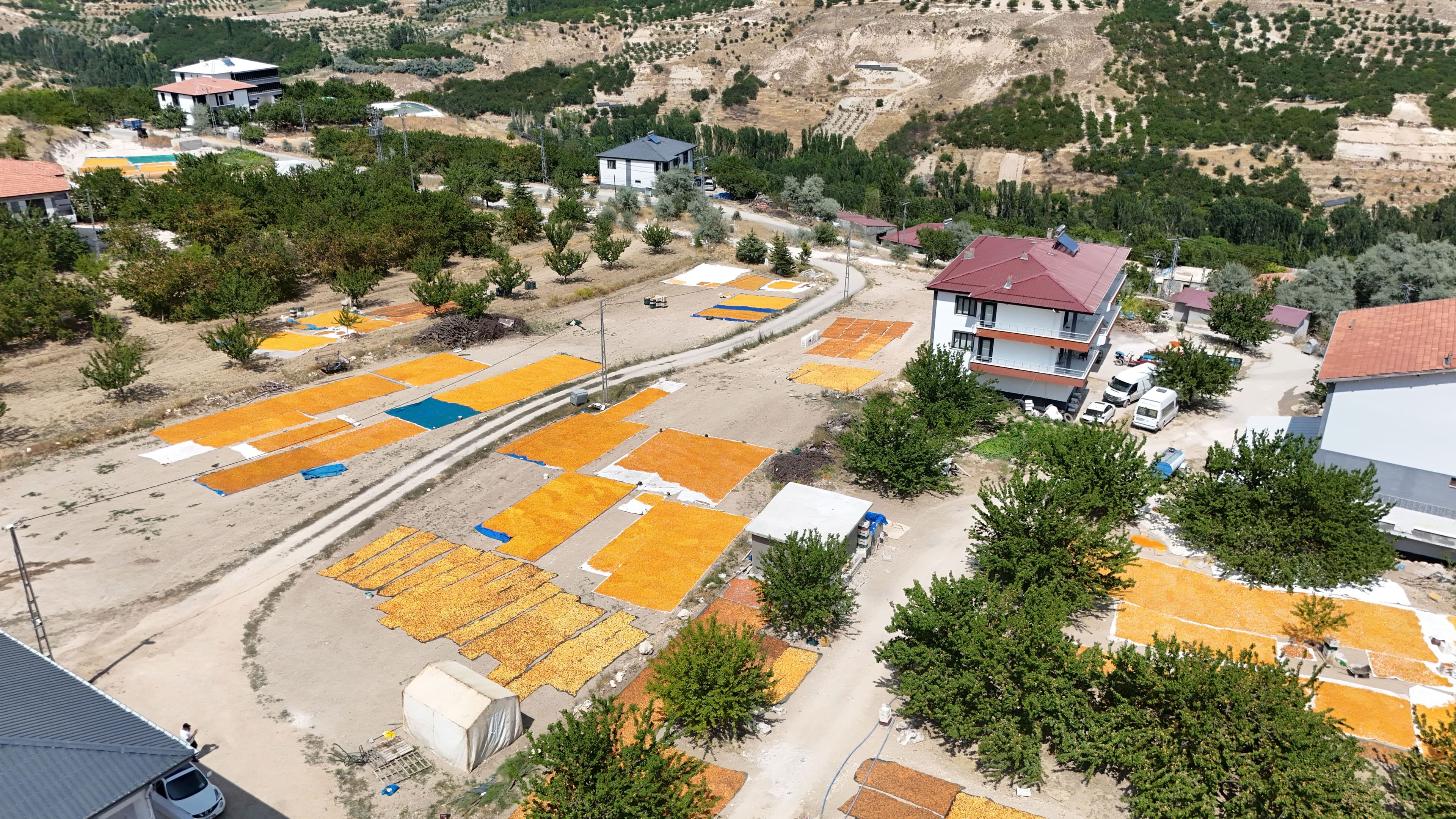 Malatya'da kayısı hasadı başladı, geçen yıl yoktu