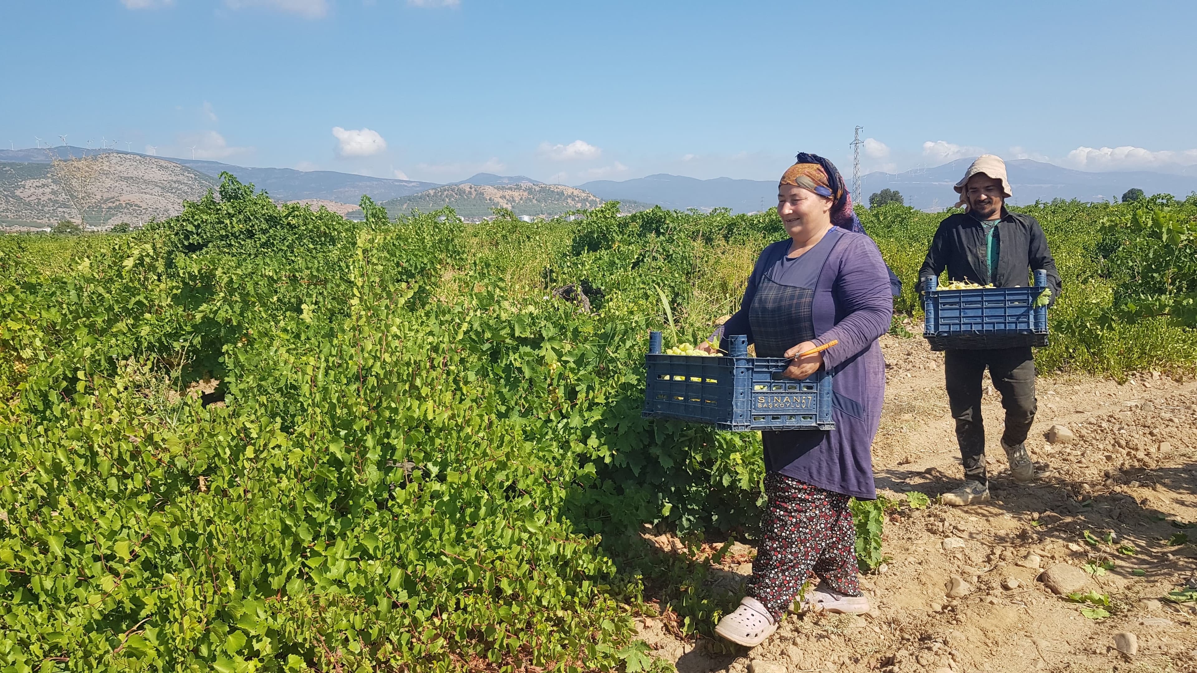 Manisa'da Sultani çekirdeksiz üzüm hasadı başladı
