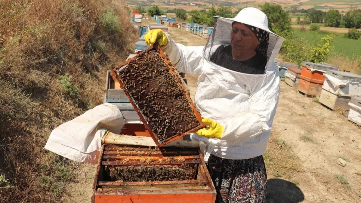 Tarlada bulduğu arı kovanı ile Fadime Kuş'un hayatı değişti