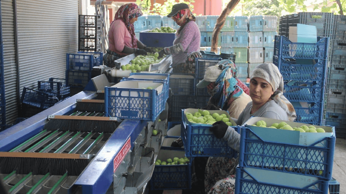 Kazdağları'nda beyaz altın fiyatları 100 liraya ulaştı