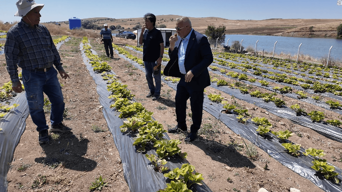 Hasat süreci başladı: 200 dönümlük alanda ürünler toplanıyor
