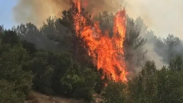 Menteşe'de orman yangını meydana geldi