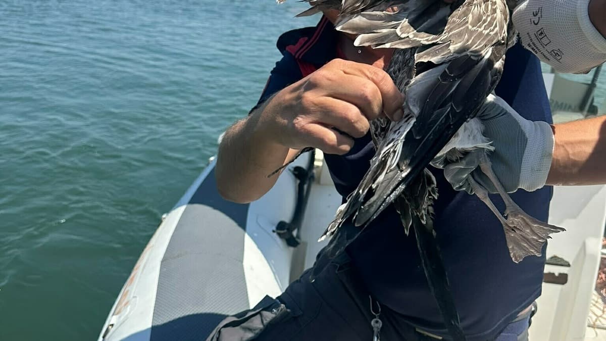 İzmir'de misinaya dolanan martı itfaiye tarafından kurtarıldı