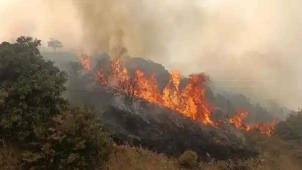 Orman yangınları soruşturmasında 12 kişi gözaltına alındı