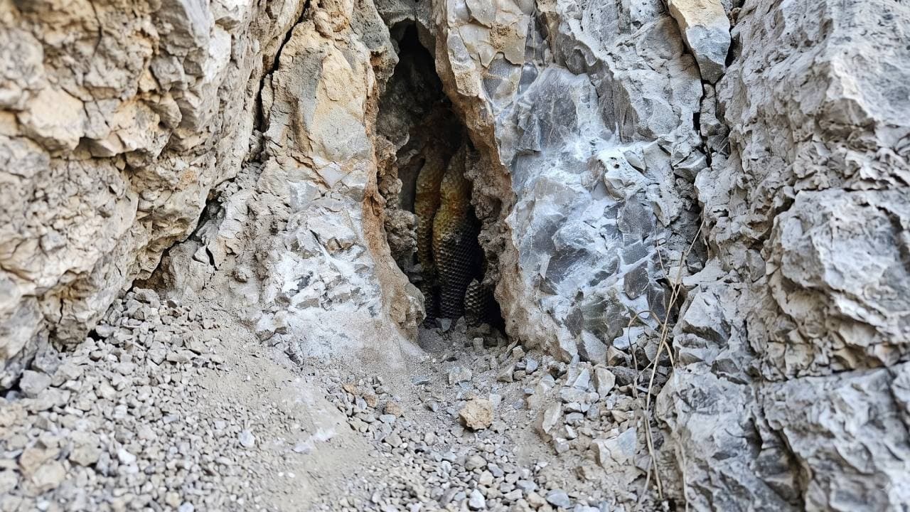 Yüksek dağlarda toplanan nadir bitki 9 bin liraya satılıyor