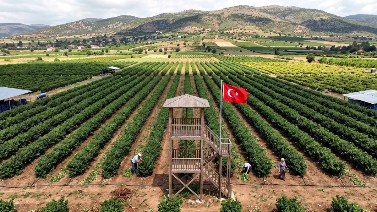 En pahalı hasat başladı: Litresi 666 bin TL'den satılıyor