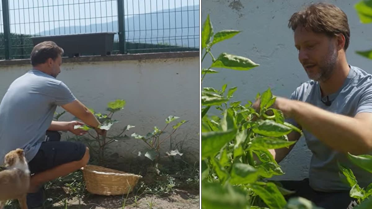 Gökmen Kasabalı köyüne yerleşti, bahçesinde hasat yapıyor