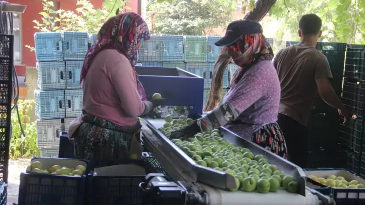 Bayramiç beyazı nektarinin hasadı başladı, kilosu 100 TL'ye ulaştı